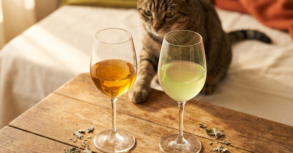 SuperPremium ou Comum: qual catnip dá mais margem pra você (e por que depende do seu cliente)