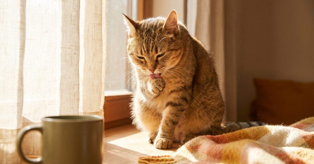 Higiene do gato: o que a lambida resolve e o que fica por sua conta