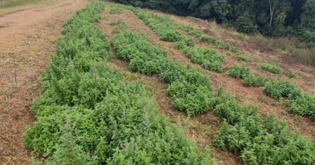 Distribuidor de catnip: como montar a linha para a sua carteira de pet shops
